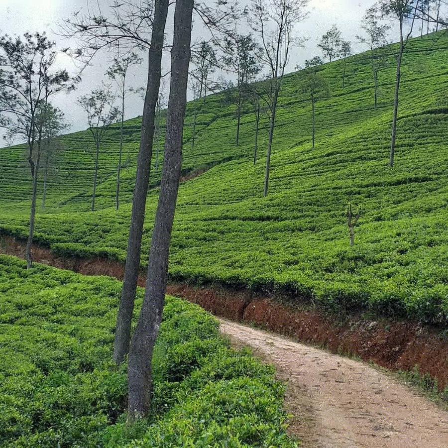 Tea Villas 엘라 외부 사진